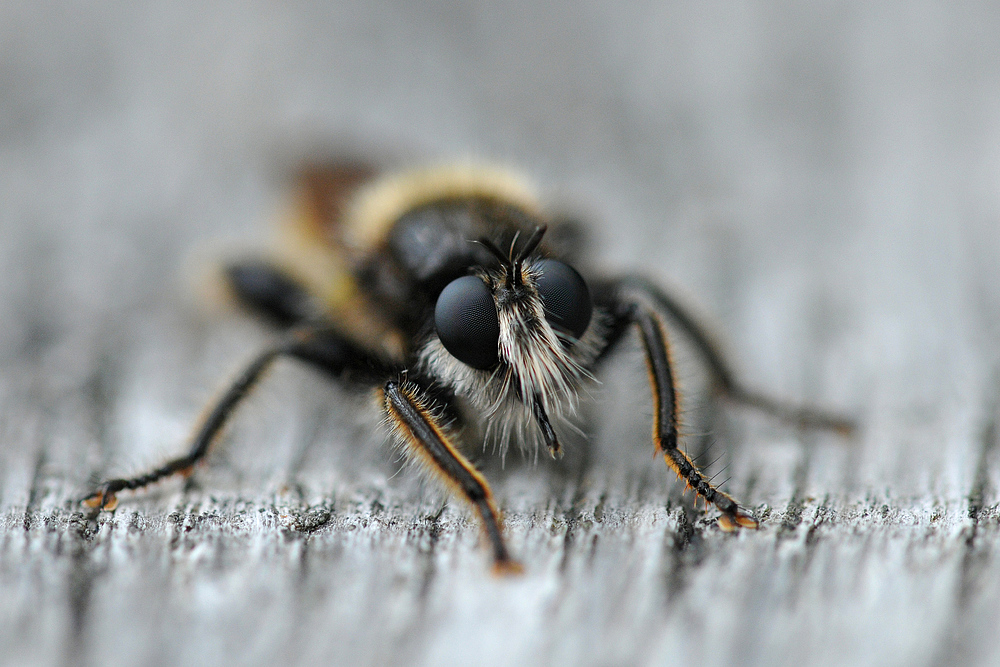 Schwarzes Moor: Wo Raubfliegen auf den Bänken sitzen ….