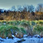 Schwarzes Moorgras wächst üppig auf der Goldwiese am Hoherodskopf.