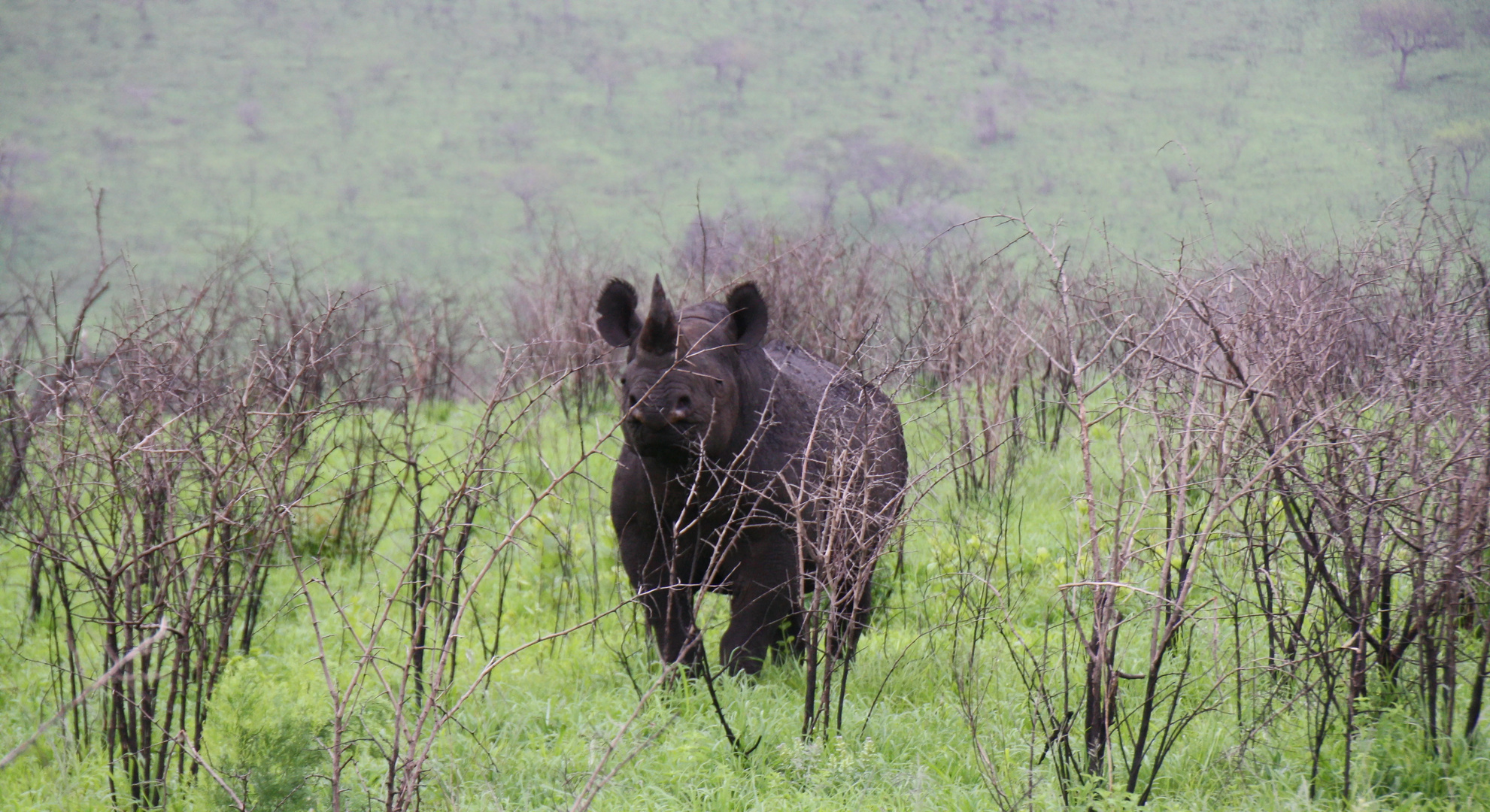 schwarzes Nashorn