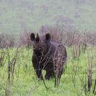 schwarzes Nashorn