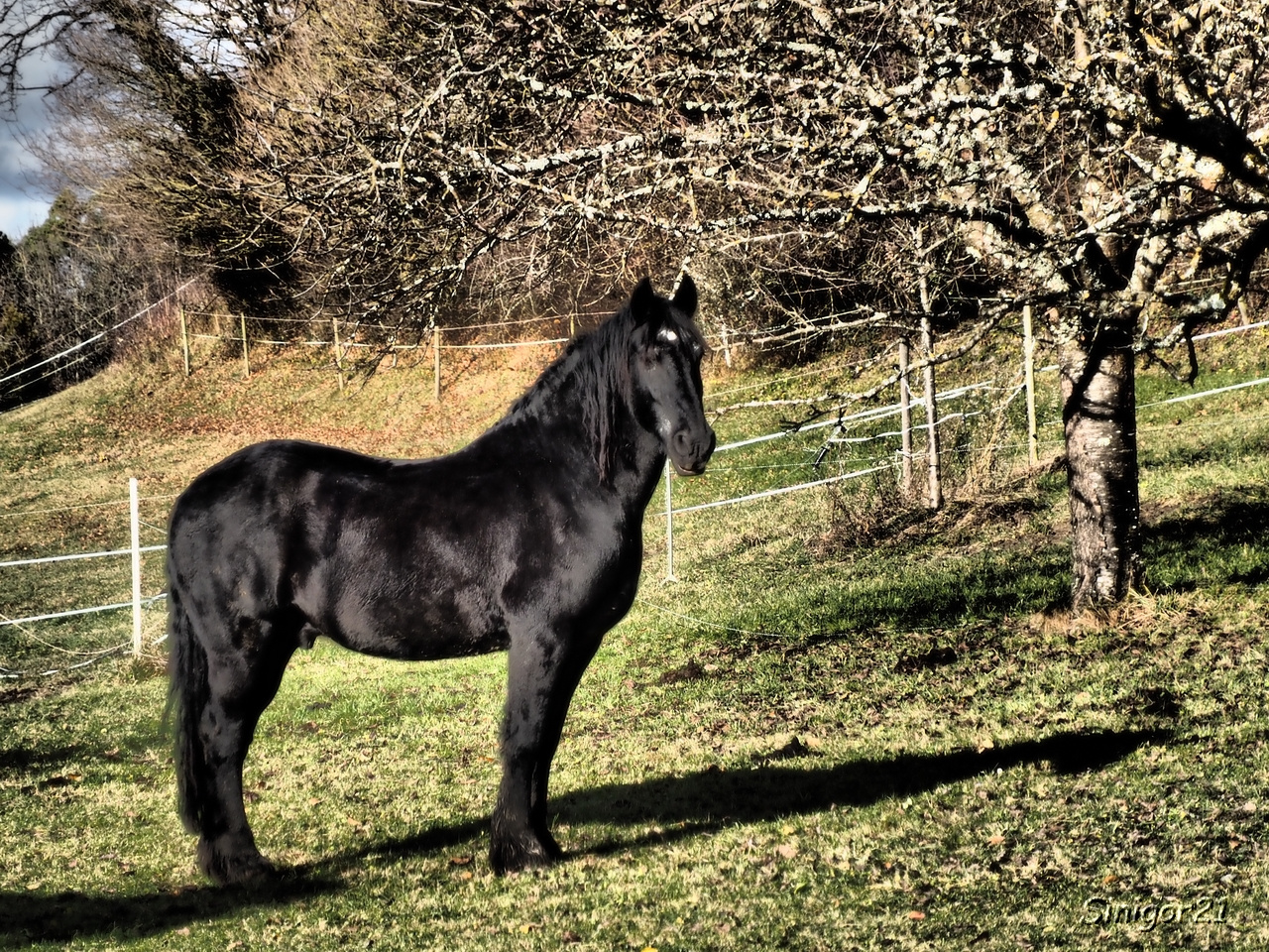Schwarzes Pferd Foto & Bild tiere, haustiere, pferde, esel, maultiere Bilder auf Schwarzes Pferd Foto & Bild tiere, haustiere, pferde, esel, maultiere Bilder auf