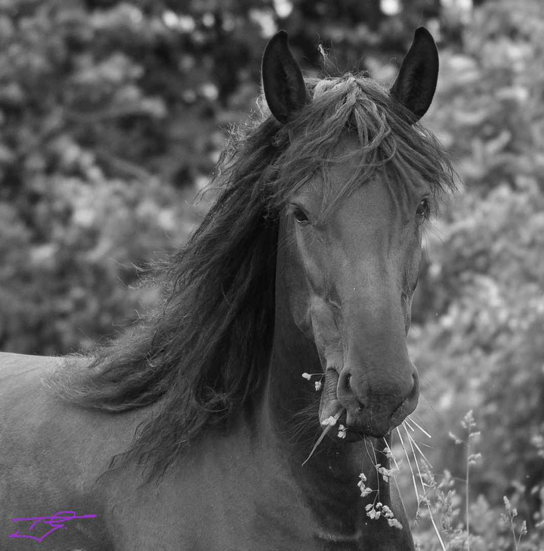 Schwarzes Pferd Mal In Schwarz Weiss Foto Bild Tiere Haustiere Pferde Esel Maultiere Bilder Auf Fotocommunity