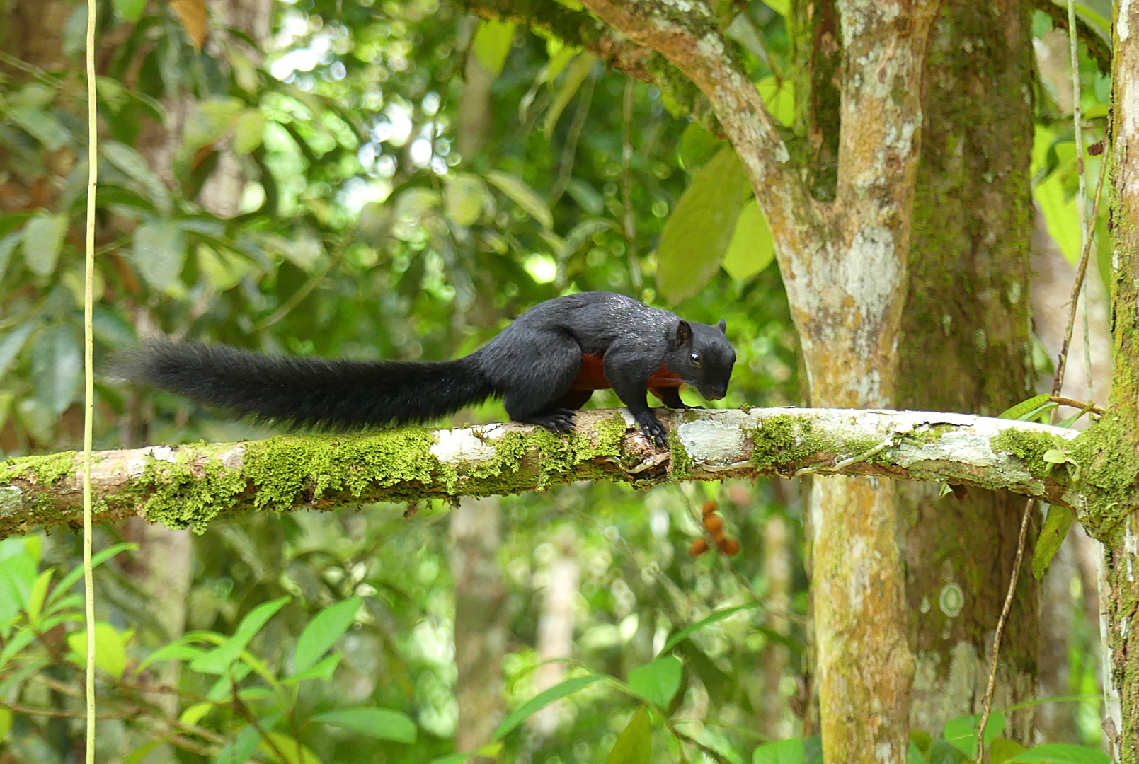 Schwarzes Prevosthörnchen