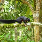 Schwarzes Prevosthörnchen