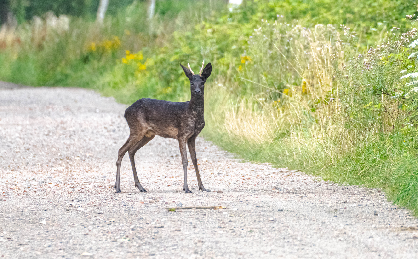 Schwarzes Rehwild