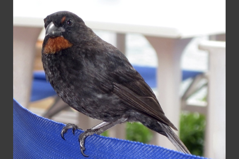 Schwarzes Rotkehlchen (Martinique)