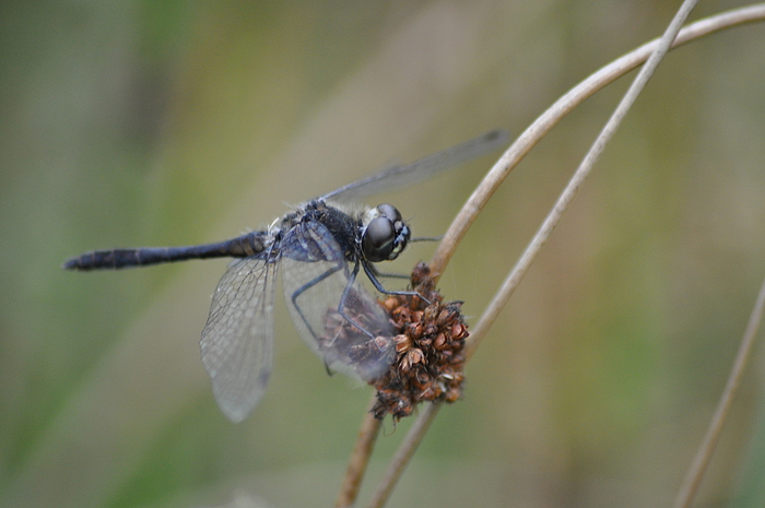 schwarzes Schaf