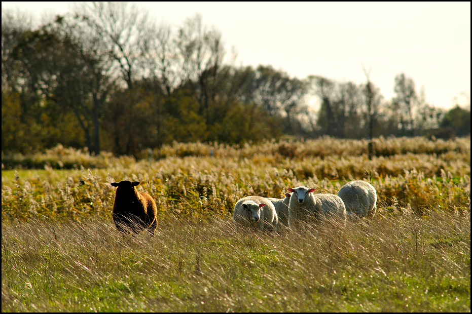 Schwarzes Schaf