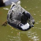 Schwarzes Schaf ... ähm - Ente