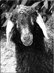 Schwarzes Schaf mit weißen Ohren