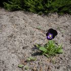 Schwarzes Stiefmütterchen in trockener Gartenlandschaft