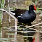 Schwarzes Sumpfhuhn vermute ich ?