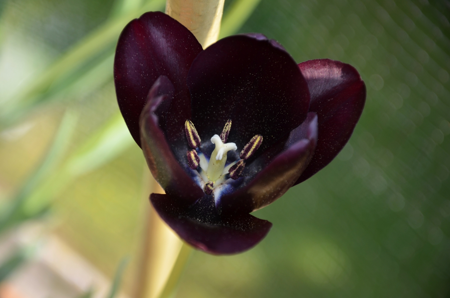 Schwarzes Tulpen"herz"