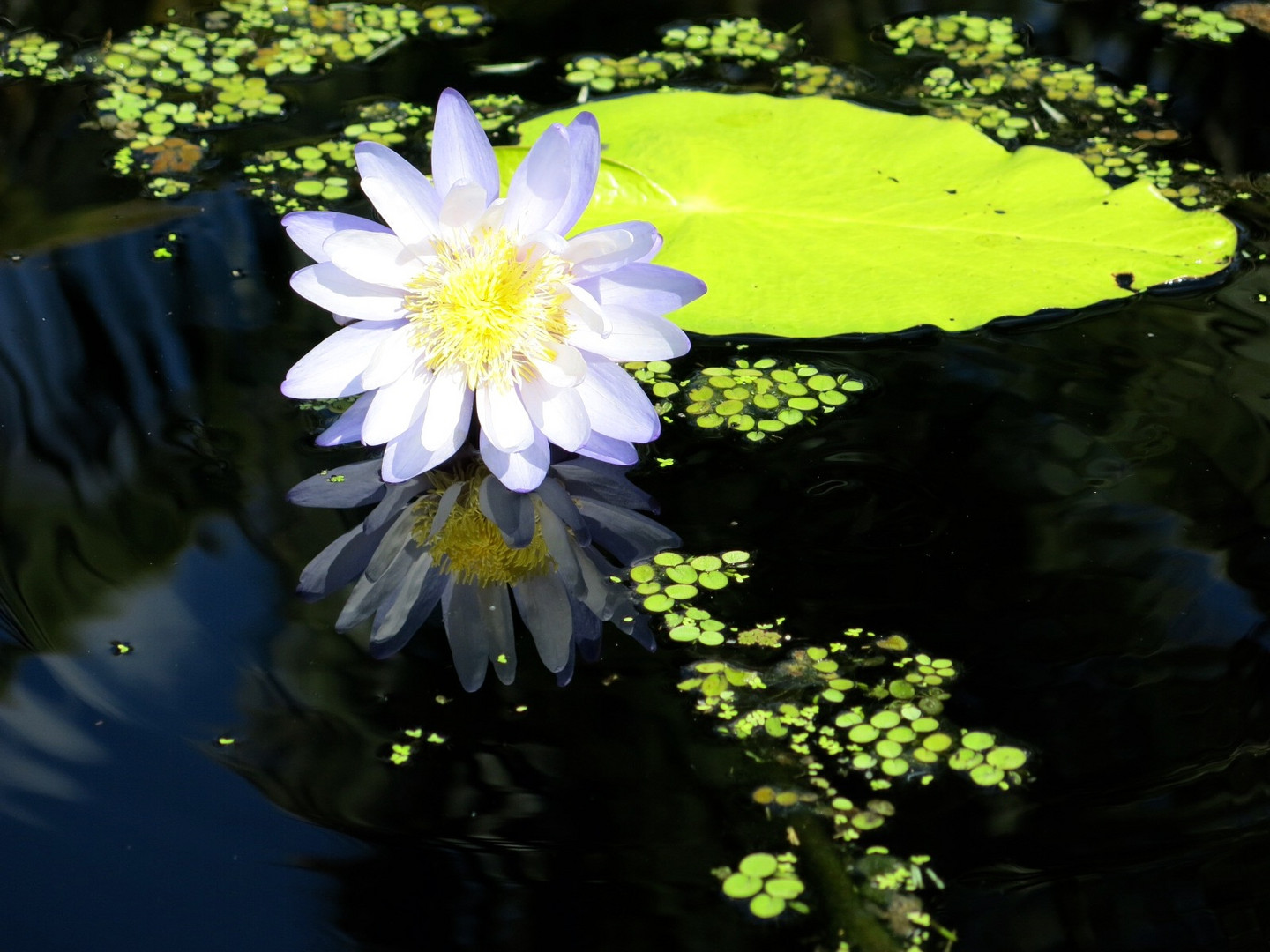 schwarzes Wasser