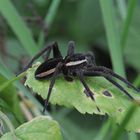 Schwarzes Weibchen einer Gerandeten Jagdspinne !