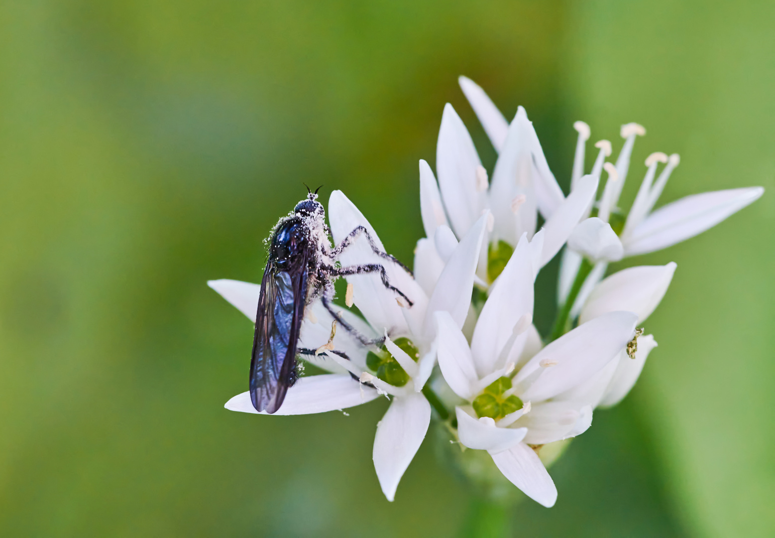 SchwarzeTanzfliege, weiß gepudert