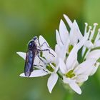 SchwarzeTanzfliege, weiß gepudert