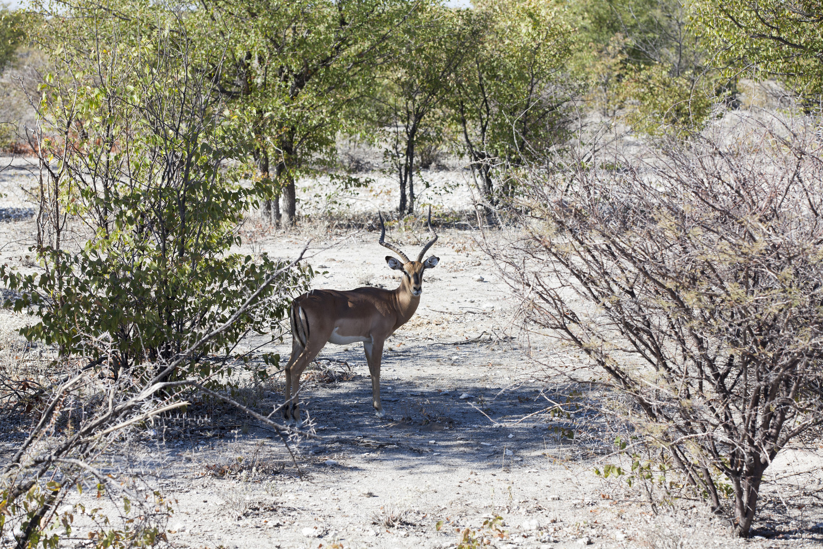 Schwarzfersen Impala Bock