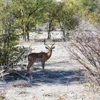 Schwarzfersen Impala Bock