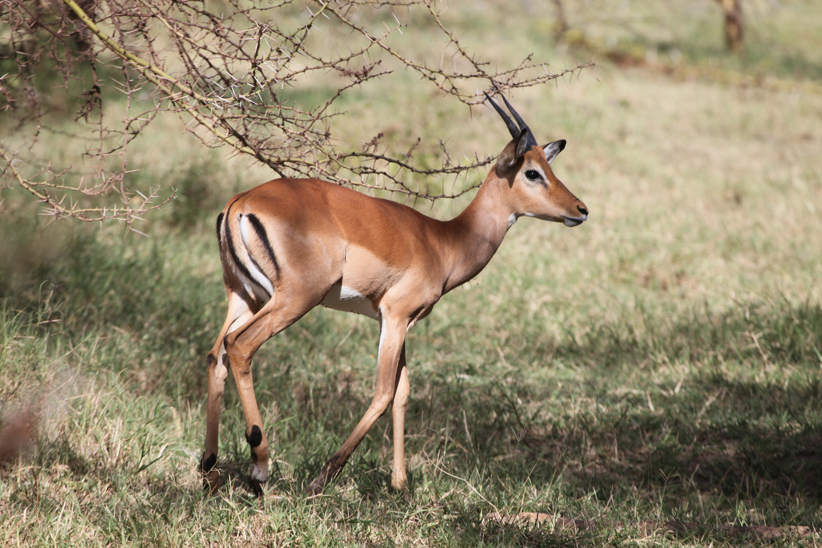 Schwarzfersen-Impala