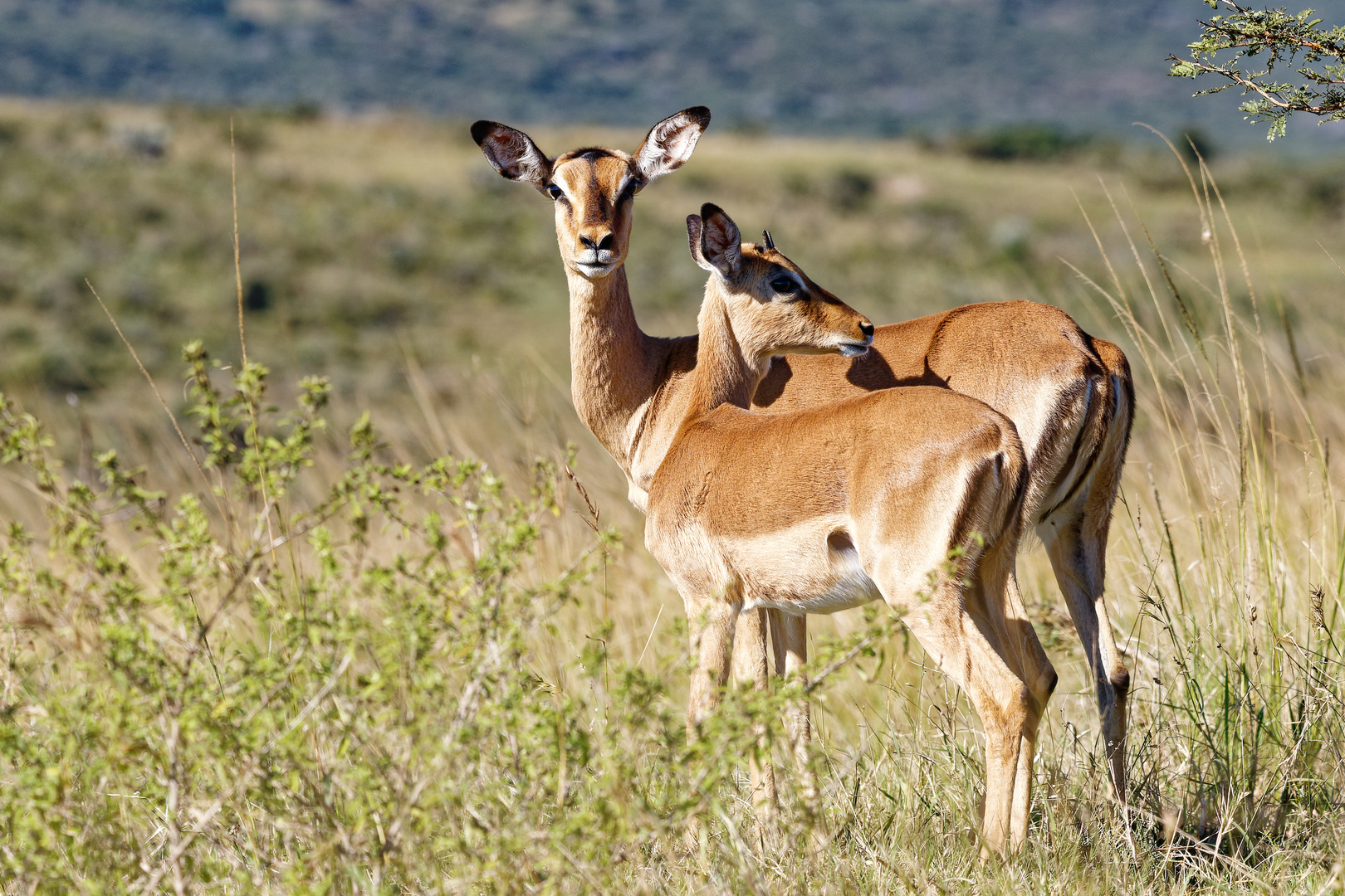 Schwarzfersen Impalas