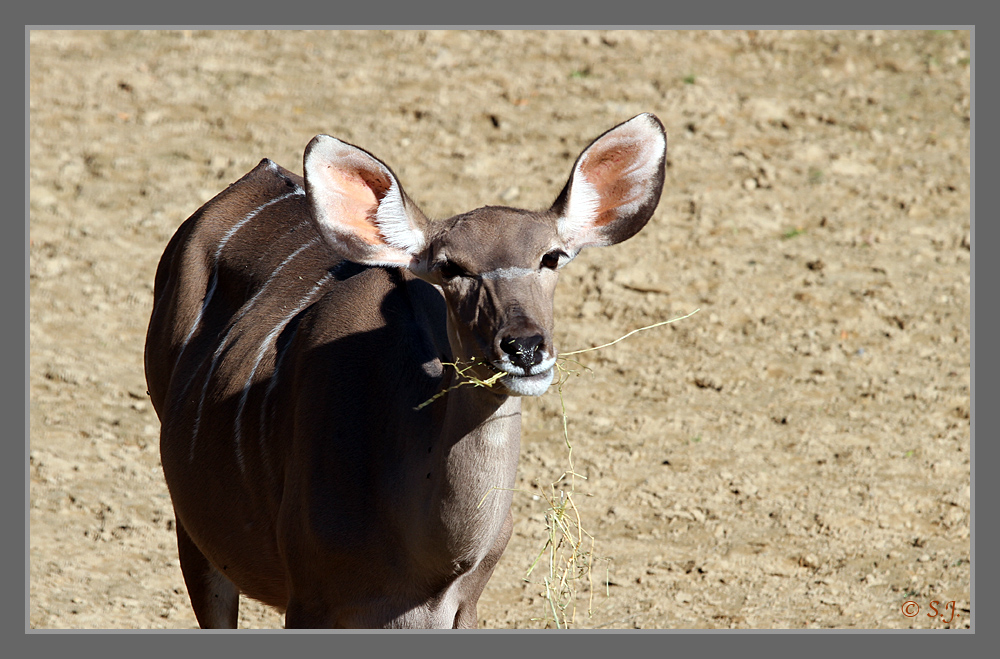 Schwarzfersenantilope