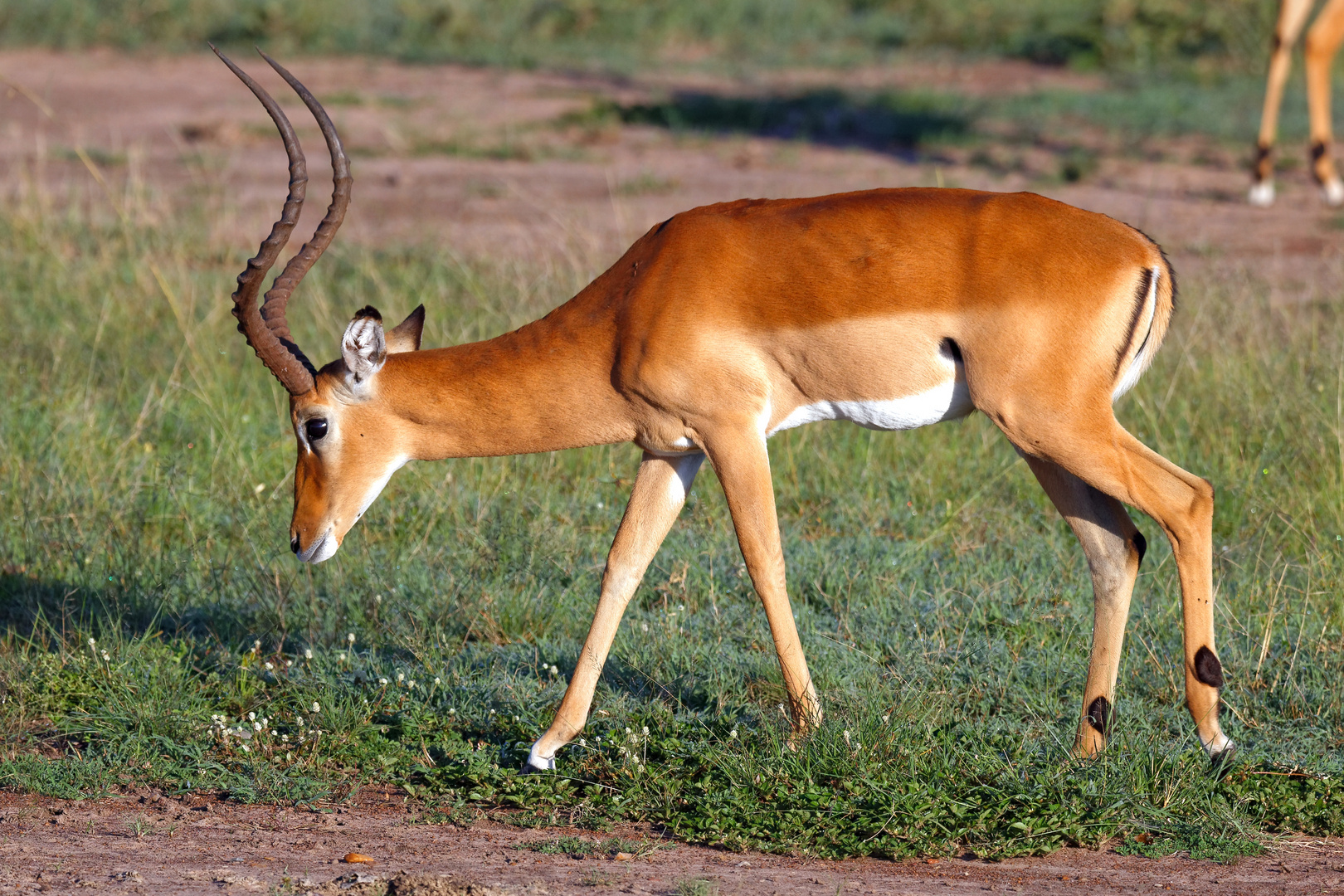 Schwarzfersenantilope