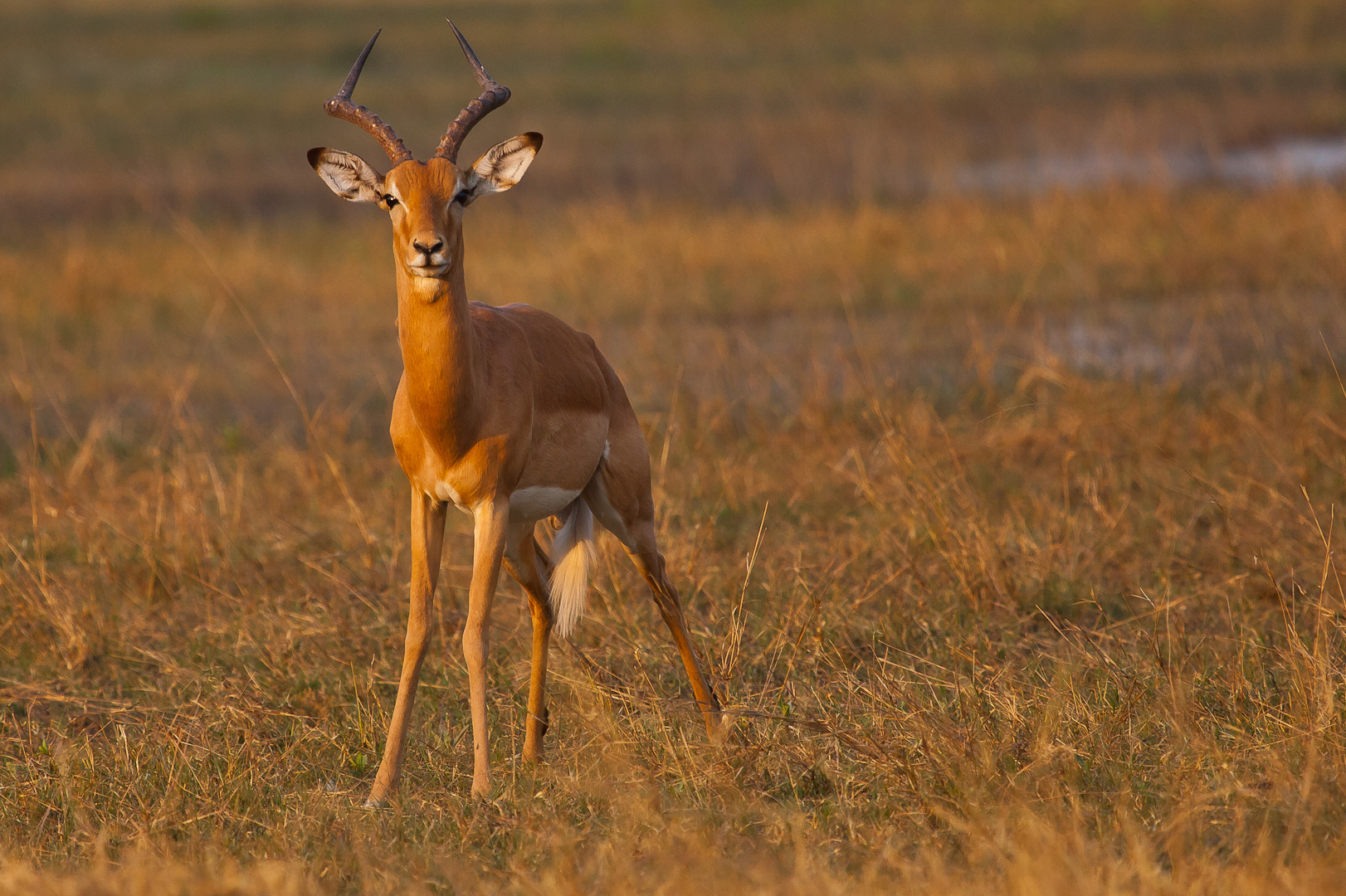 Schwarzfersenantilope