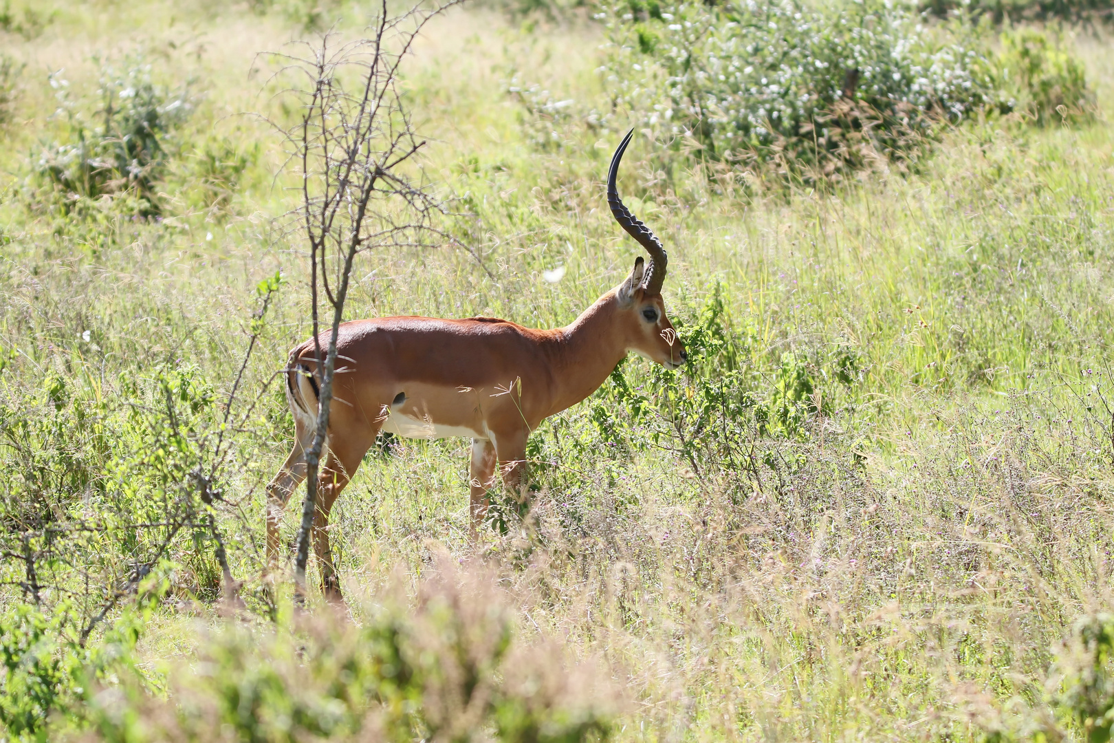 Schwarzfersenantilope,Männchen