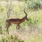 Schwarzfersenantilope,Männchen