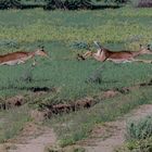 Schwarzfersenimpala in Aktion, Namibia, April 2018