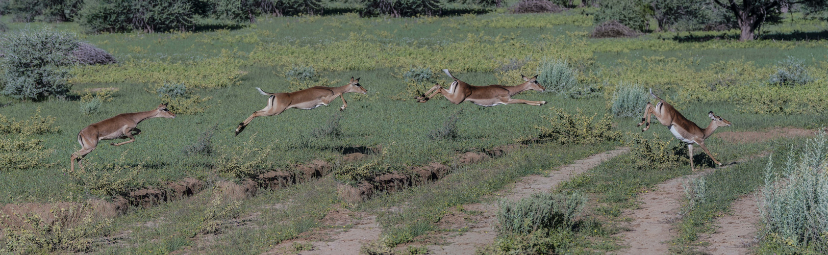 Schwarzfersenimpala in Aktion, Namibia, April 2018