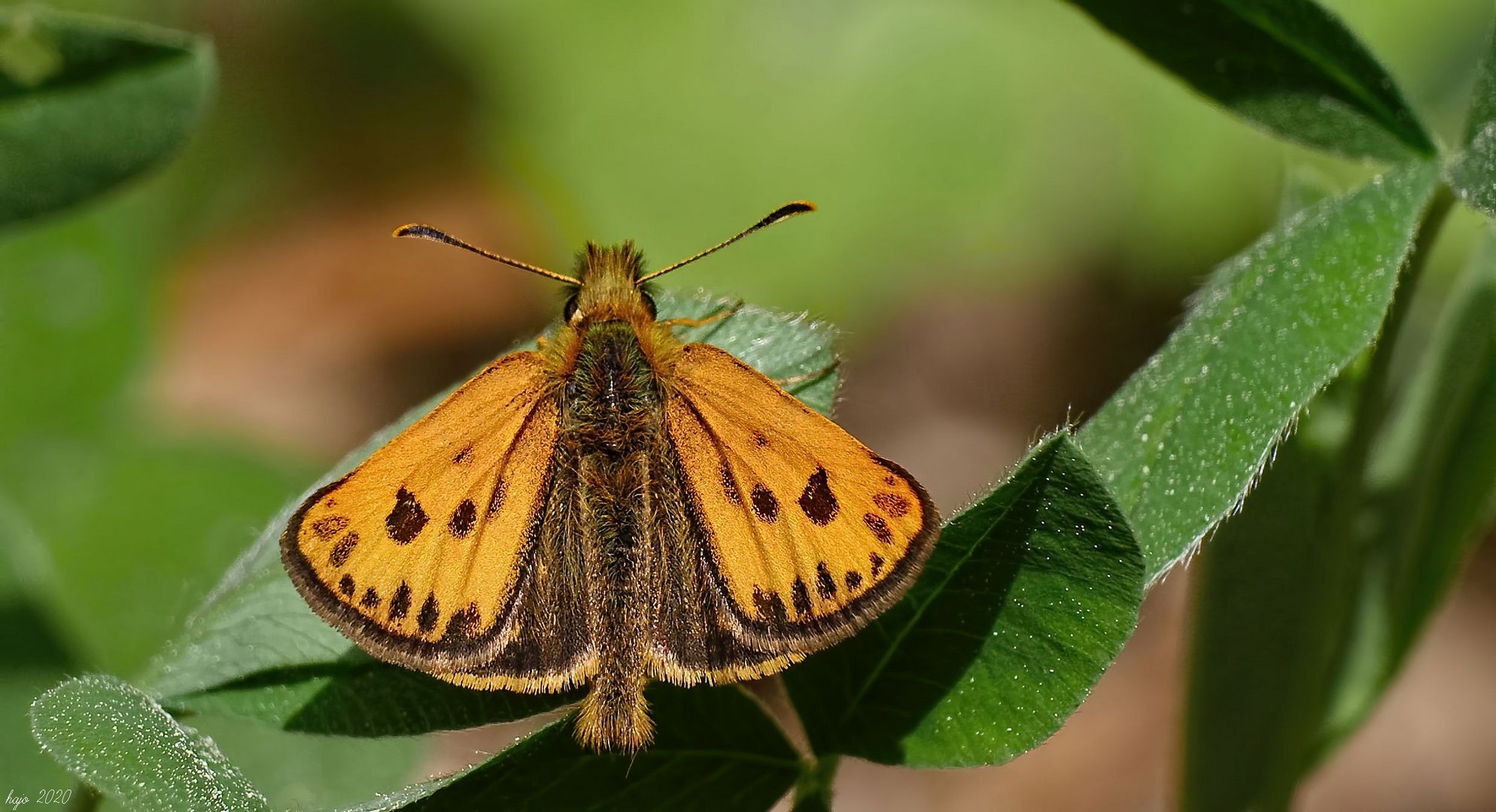 *Schwarzfleckige Golddickkopffalter (Carterocephalus silvicola)*