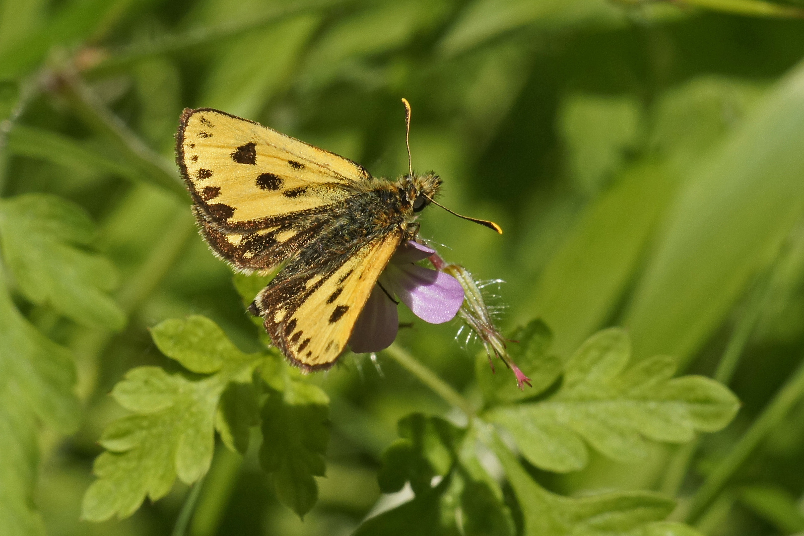 Schwarzfleckiger Golddickkopffalter (Carterocephalus silvicolus), Männchen