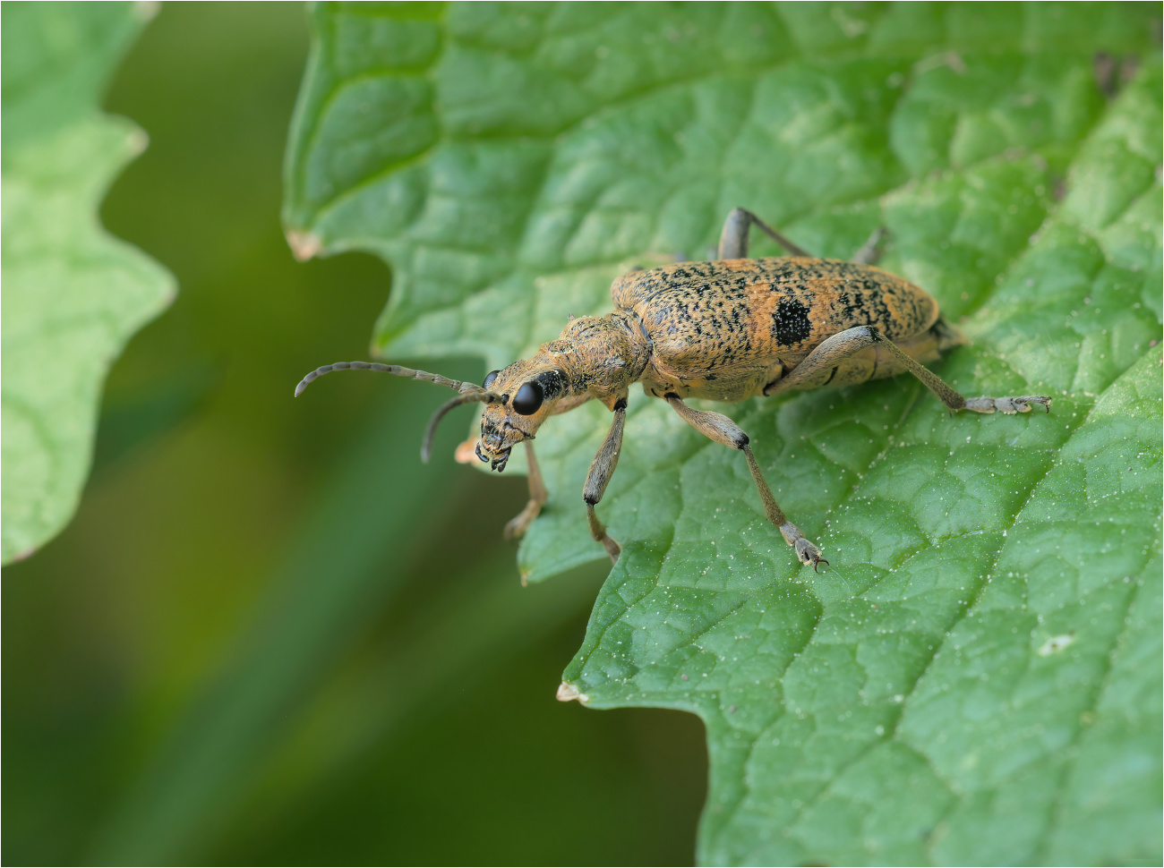 Schwarzfleckiger Zangenbock (Rhagium mordax)