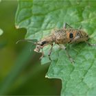 Schwarzfleckiger Zangenbock (Rhagium mordax)