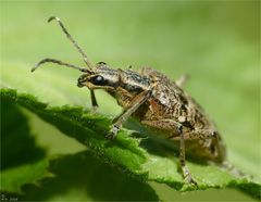 * Schwarzfleckiger Zangenbock (Rhagium mordax) *
