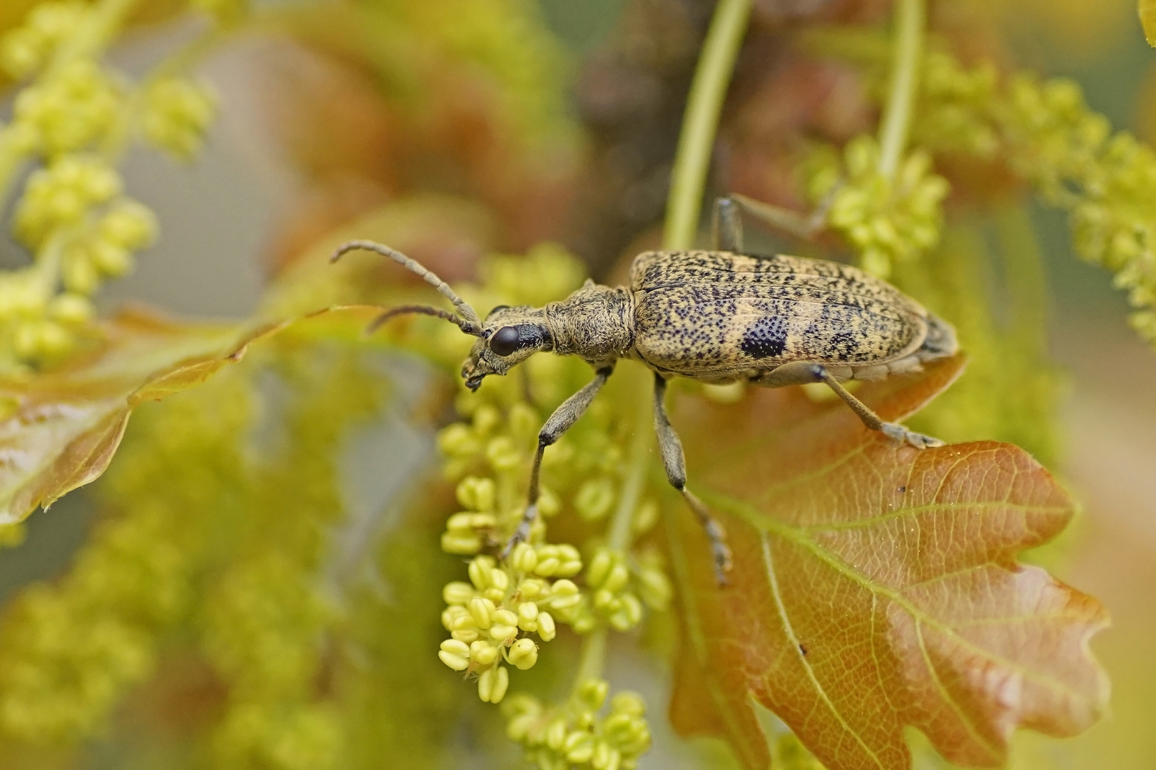 Schwarzfleckiger Zangenbock (Rhagium mordax)