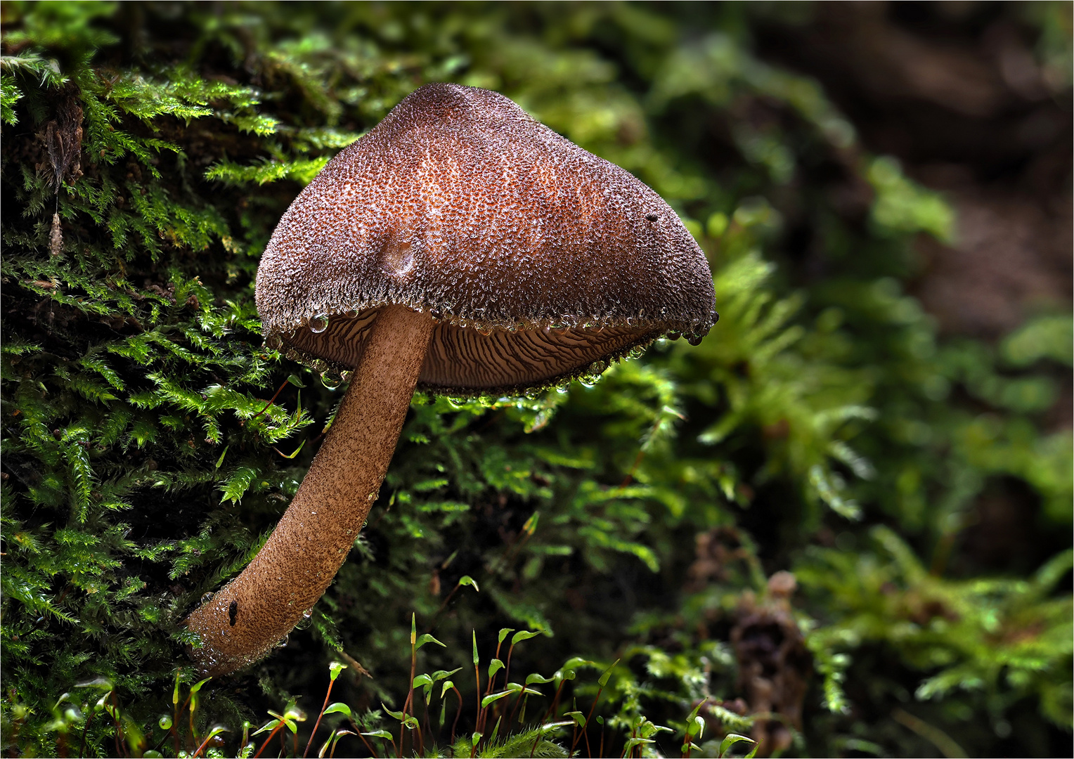 Schwarzflockiger Dachpilz (Pluteus umbrosus)