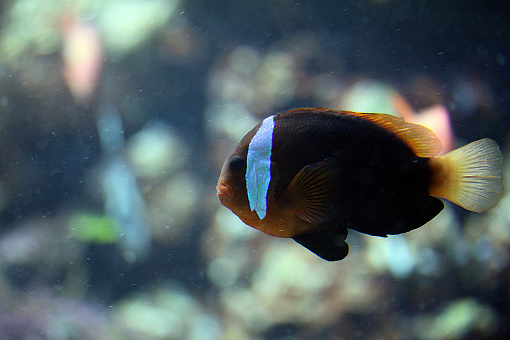 Schwarzflossen Anemonenfisch