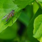 Schwarzfüßige Schnepfenfliege