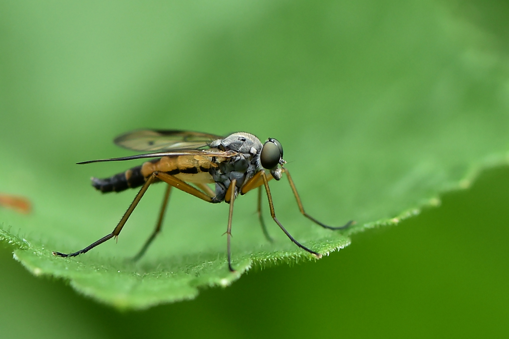 Schwarzfüßige Schnepfenfliege