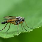 Schwarzfüßige Schnepfenfliege