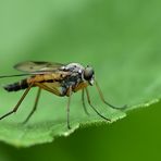 Schwarzfüßige Schnepfenfliege