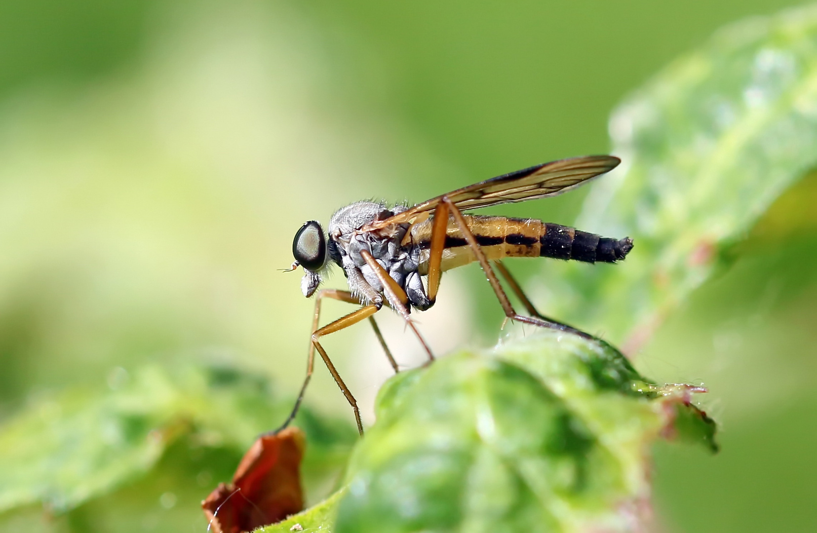 Schwarzfüßige Schnepfenfliege