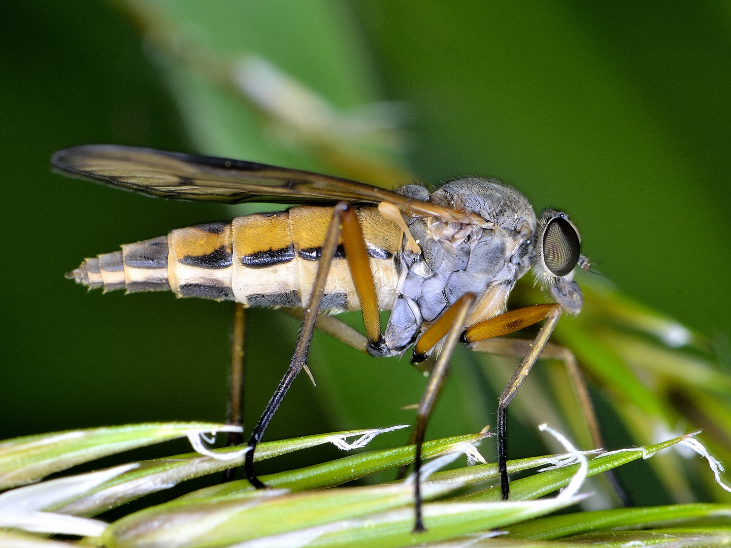 Schwarzfüßige Schnepfenfliege