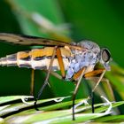 Schwarzfüßige Schnepfenfliege