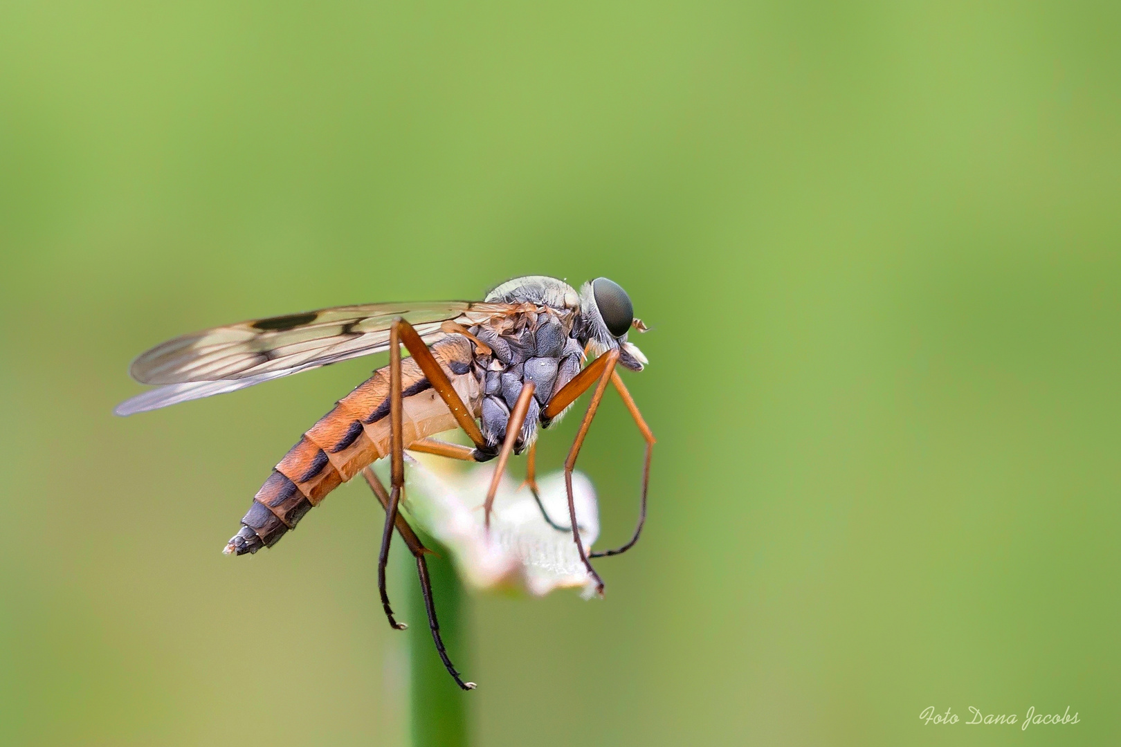 Schwarzfüßige Schnepfenfliege