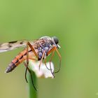 Schwarzfüßige Schnepfenfliege