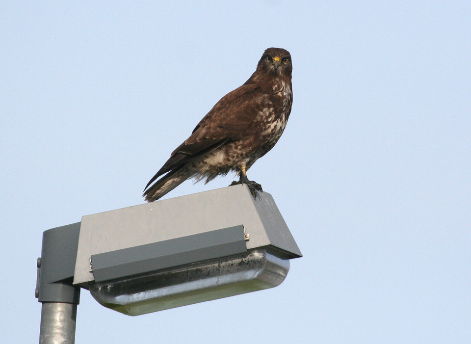 "Schwarzfuß-Bussard"